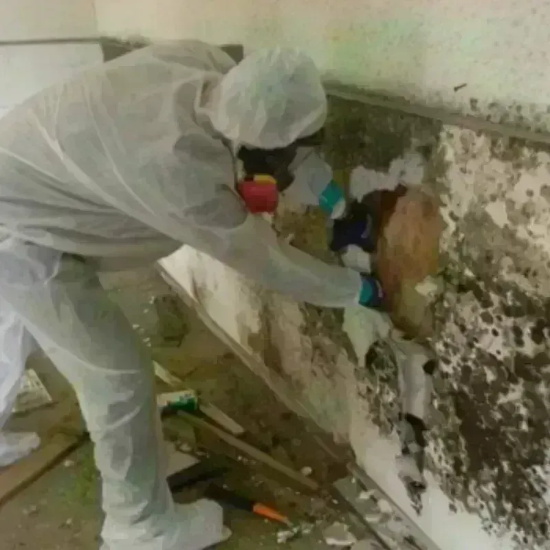 Mold Remediation and Removal in Deshler, OH